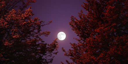 Autumn full moon and red leaves